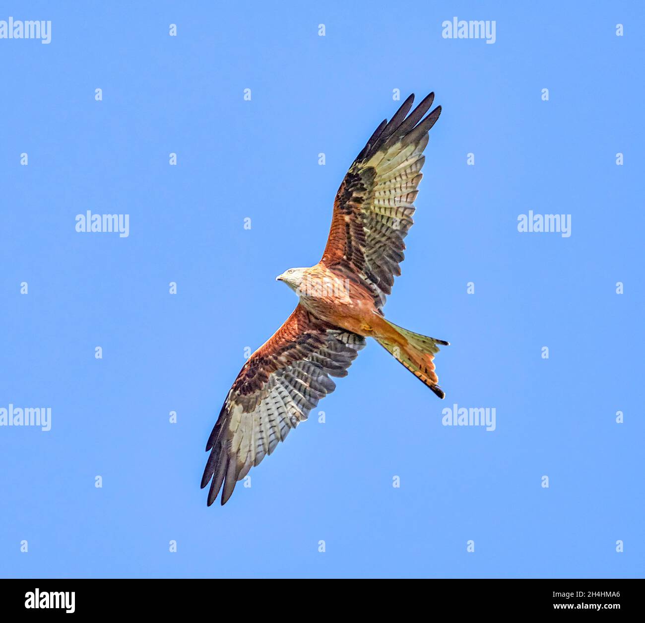 Red kites Milvus milvus hunting over a wheat field harvest in Surrey Stock Photo