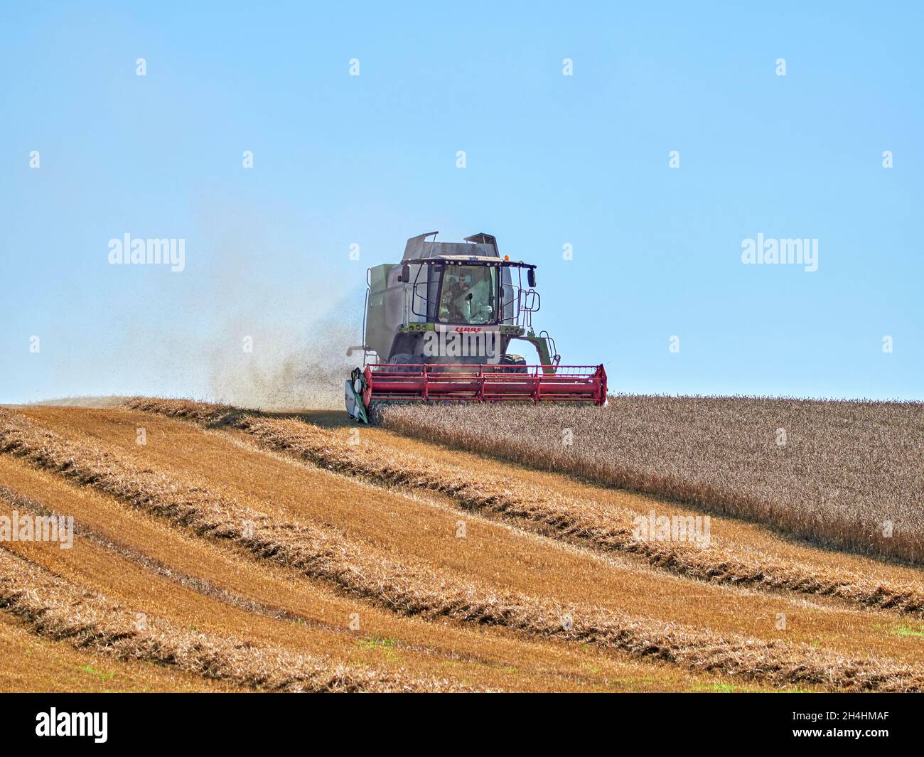 Combine harvester harvesting a wheat field in Surrey Stock Photo