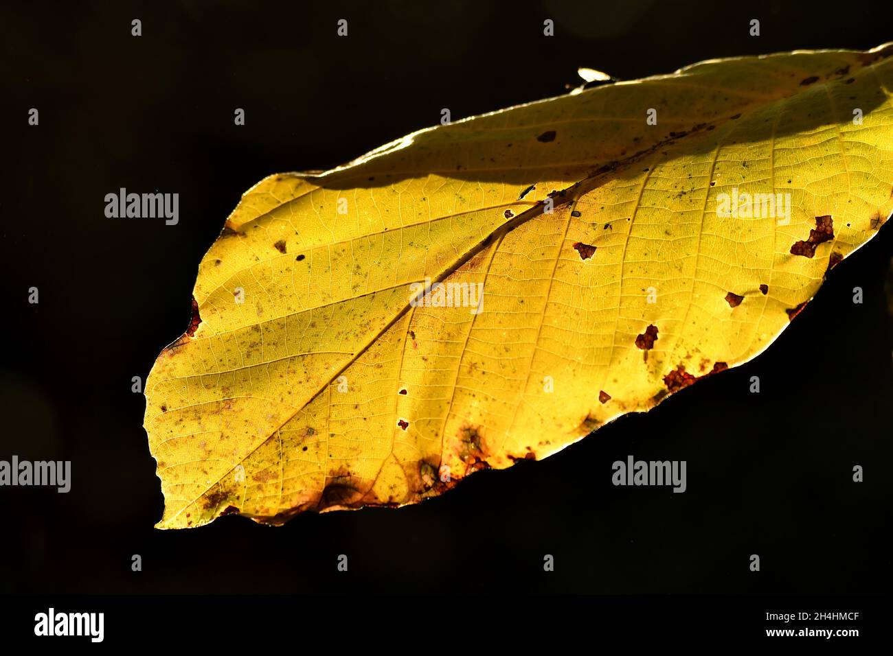 autumnal colored beech leaf on a tree in backlit Stock Photo