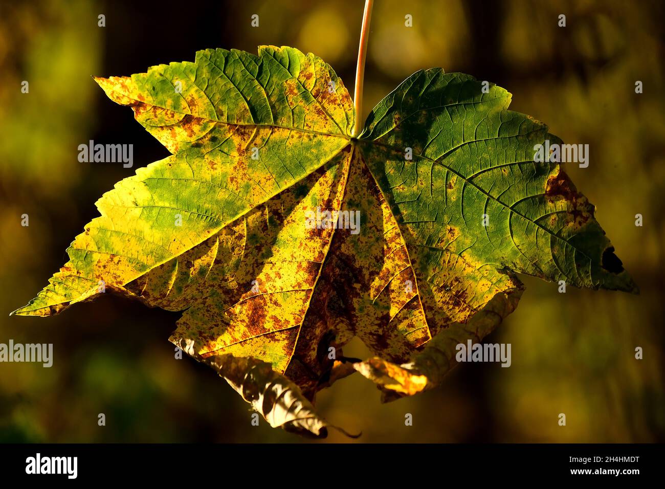 autumnal colored maple leaf in backlit on a tree Stock Photo
