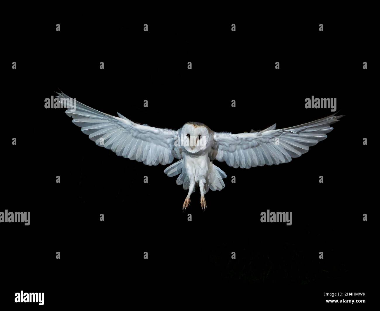 Barn owl Tyto alba in flight at night Norfolk Stock Photo