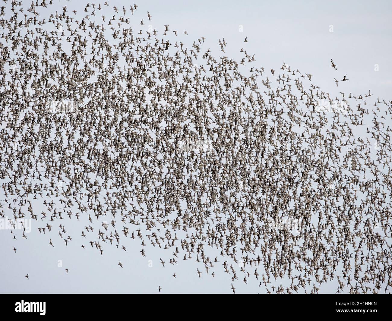 Knots Calidris canutus during a knot spectacular and murmuration on the Wash at Snettisham Norfolk Stock Photo