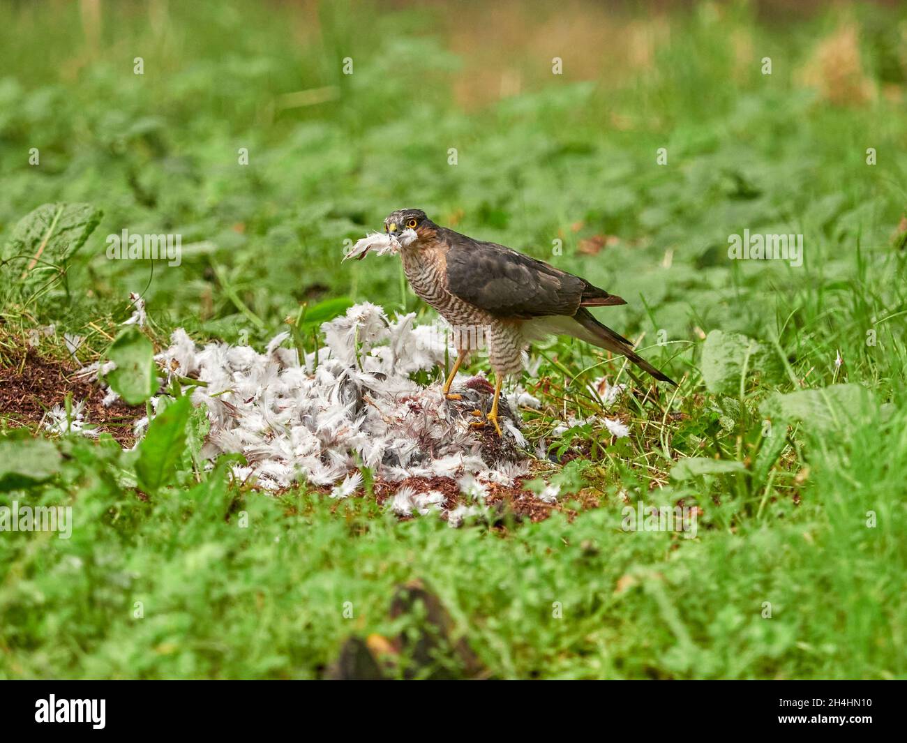 Sparrow hawk Accipiter nisus with a pigeon kill Stock Photo