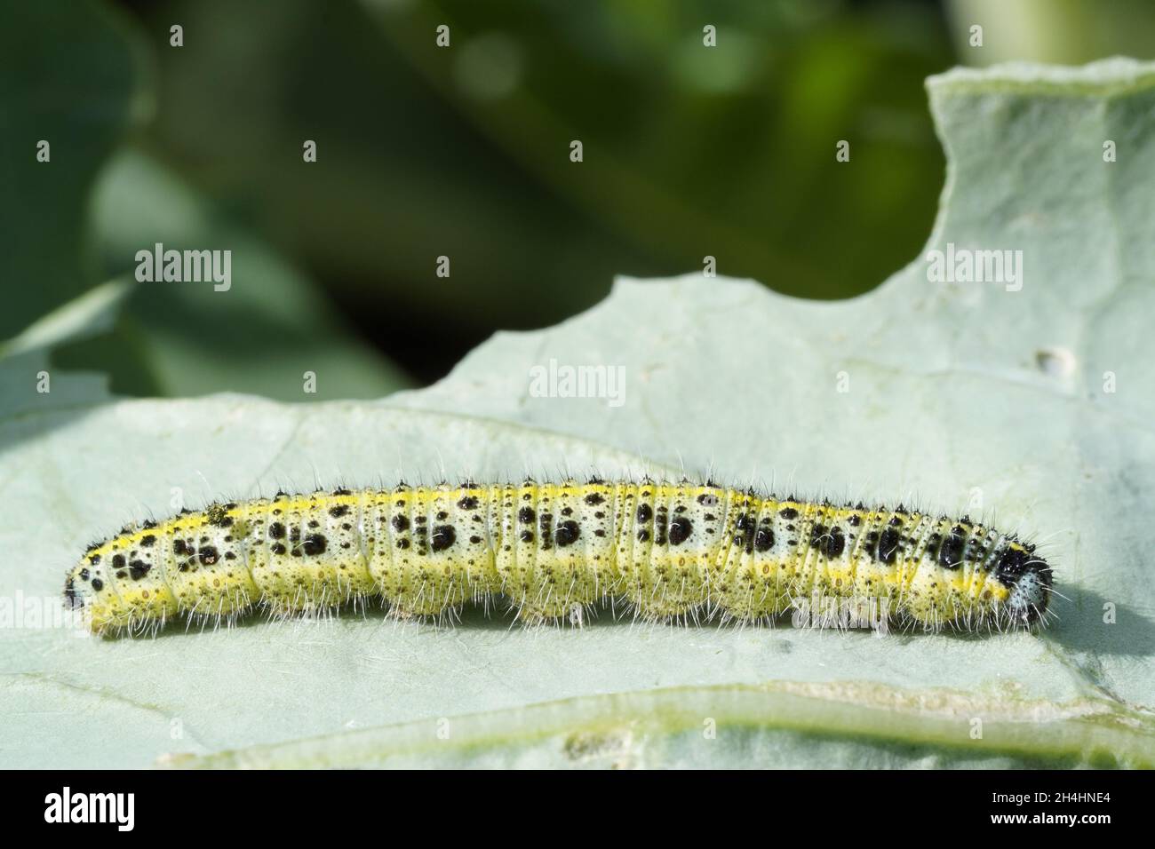 Cabbage caterpillar on a kohlrabi leaf. Insect close up. Pest in the vegetable patch. Stock Photo