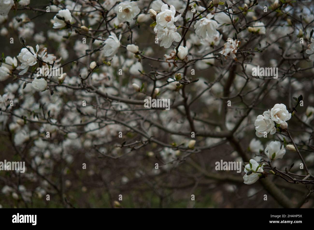Magnolia blossoms in the gardens Stock Photo - Alamy
