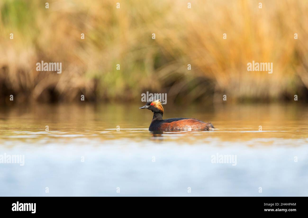 Black necked grebe (Podiceps nigricollis) on the water, vegetation background. Stock Photo