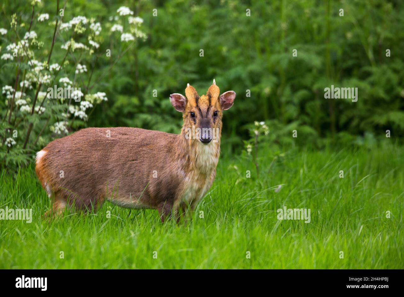 Muntjac deer stag in meadow. (Muntiacus reevesi) Stock Photo