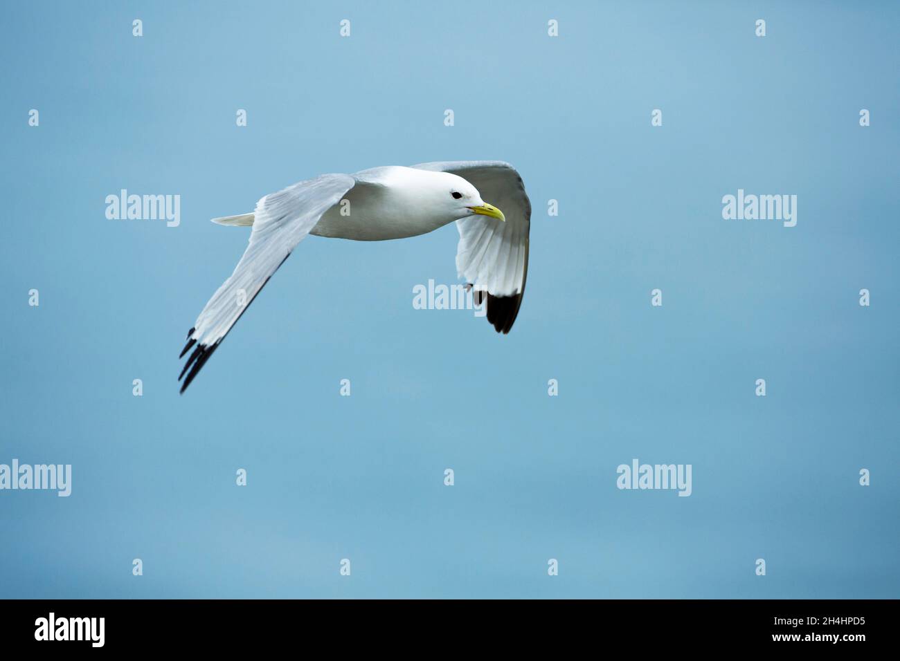 Kittiwake in flight clearly showing the black wing tip pattern. Rissa tridactyla Stock Photo