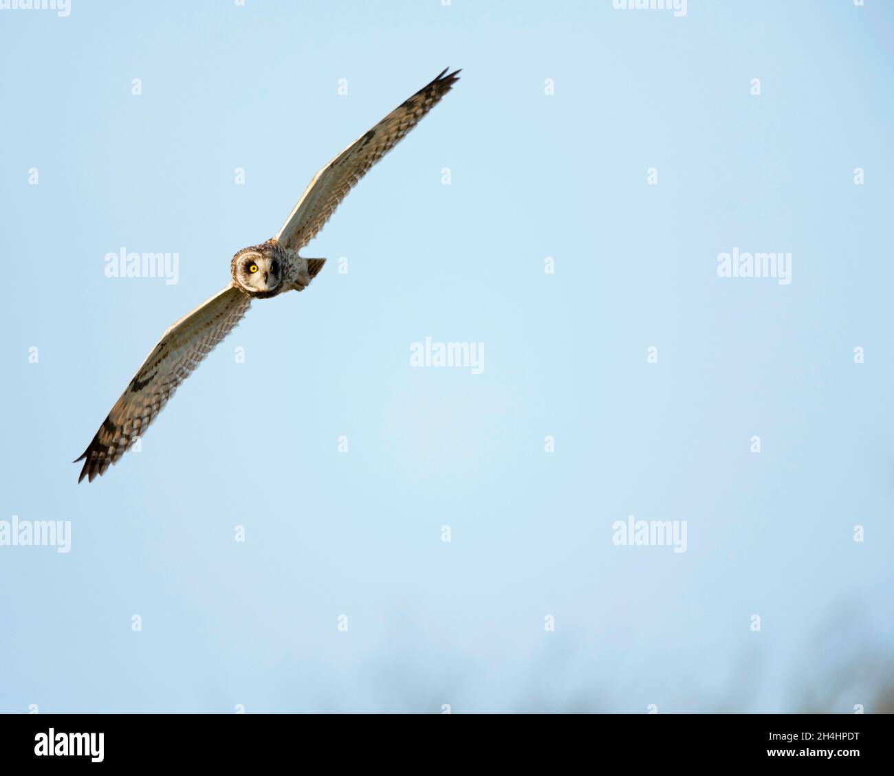 Short eared owl in flight positioned top left corner with space for captions. Asio flammeus Stock Photo