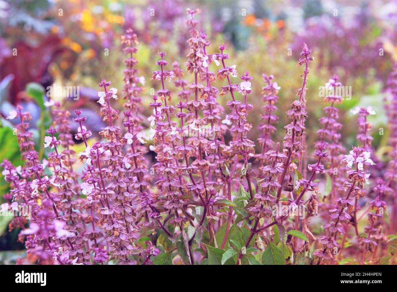 Salvia of violet color. Purple summer flowers in a rustic farm garden. Medicinal herb. Close up. Stock Photo