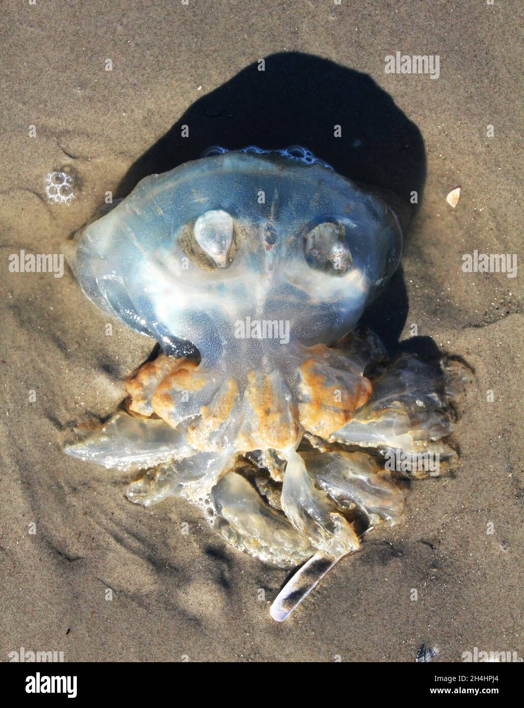 A jellyfish on the beach. The fish is lying on its side so you can see its tentacles Stock Photo