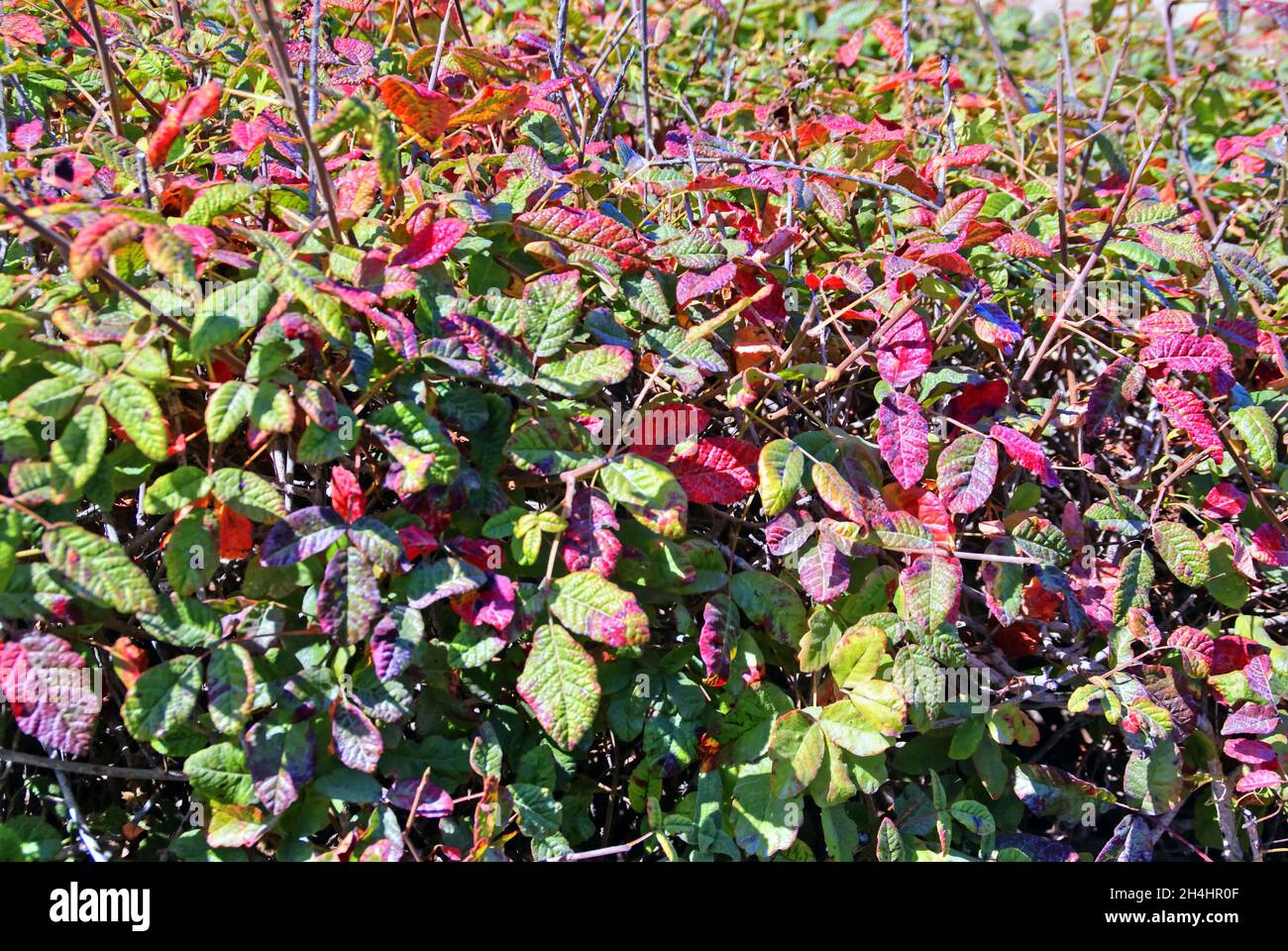 Fall colors in poison oak. Taken at Point Lobos State Park in California. Stock Photo