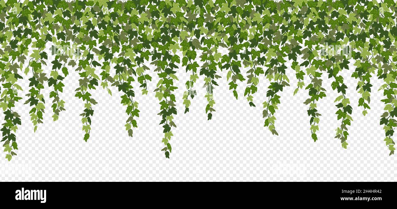 Ivy curtain, green creeper vines isolated on white background ...
