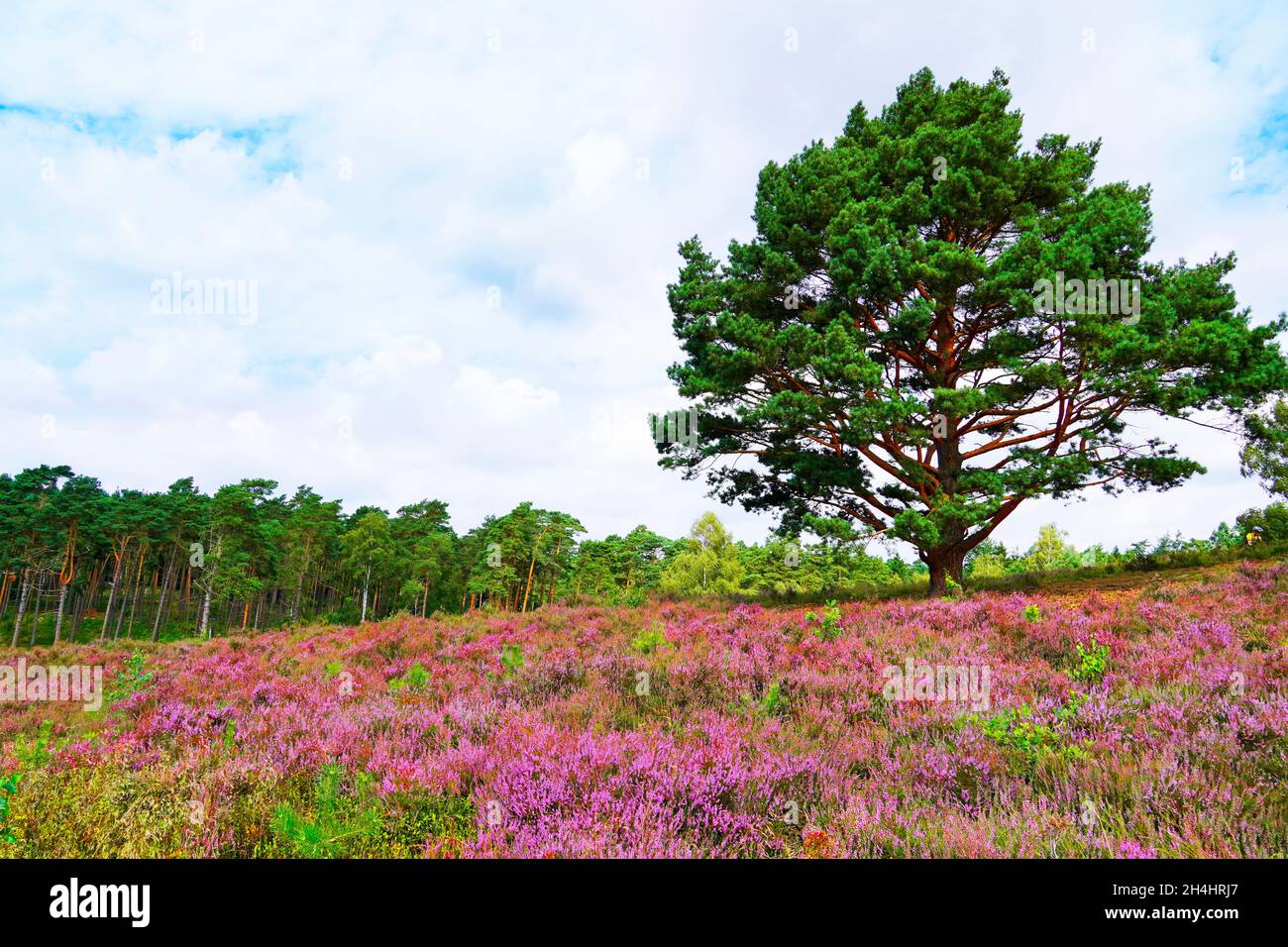 Weseler Heide nature reserve. Landscape with blooming heather plants near the Lueneburg Heath. Stock Photo