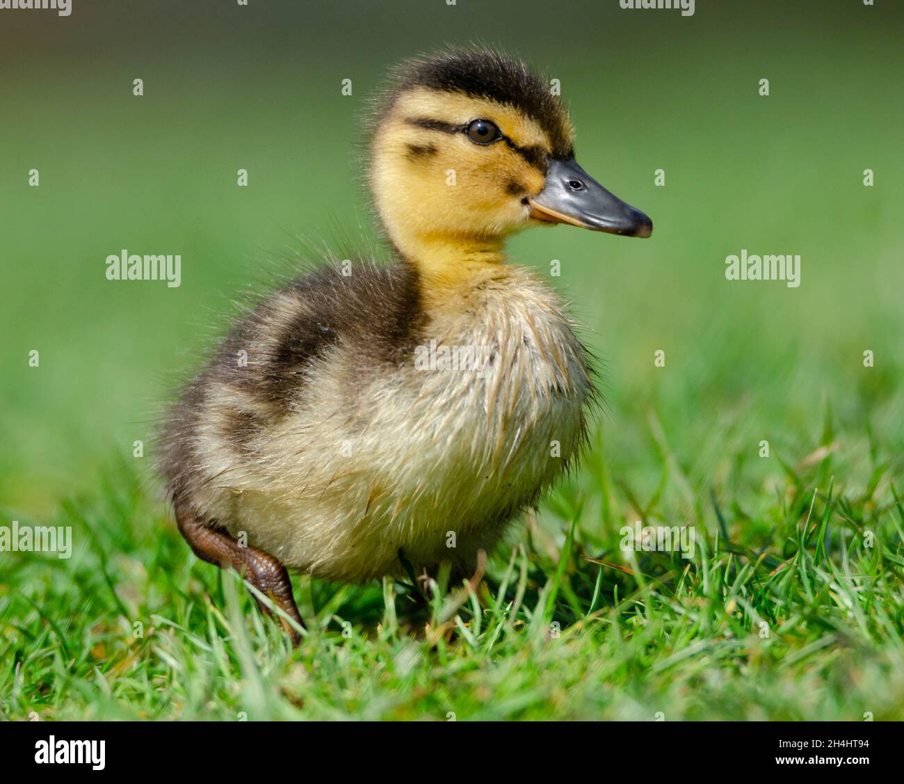 Duckling baby hi res stock photography and images Alamy