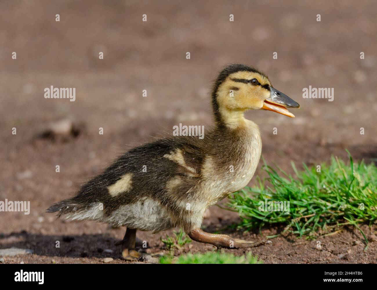 Duckling Stock Photo