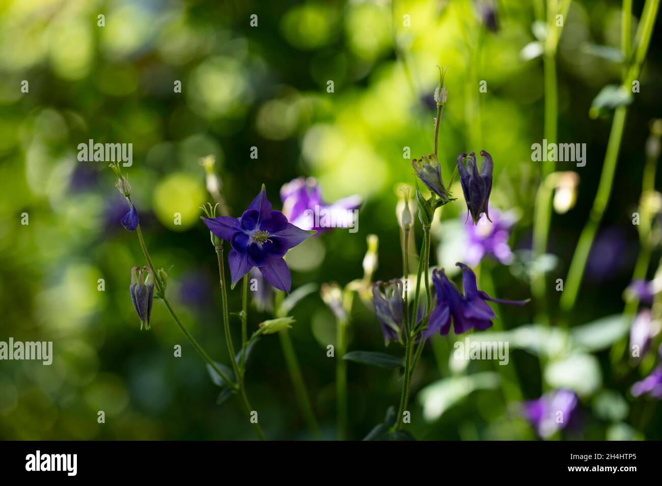 Kurzspornige Akelei (Aquilegia vulgaris), lila / blauviolette Blüten der Akelei, in einem Garten in NRW, Deutschland. Stock Photo