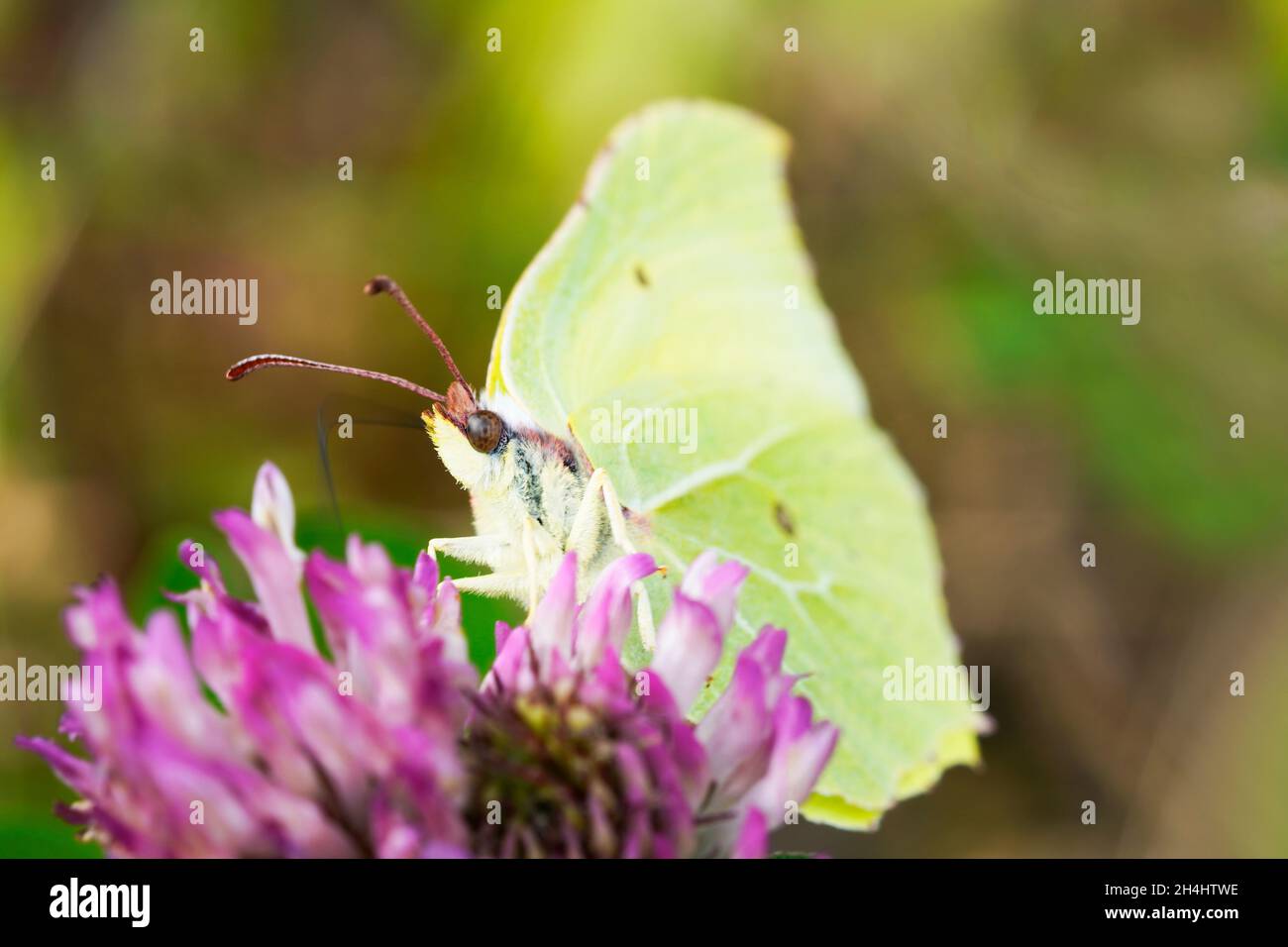 Brimstone butterfly on a clover blossom. Insect close up. Yellow butterfly in natural environment. Gonepteryx rhamni Stock Photo