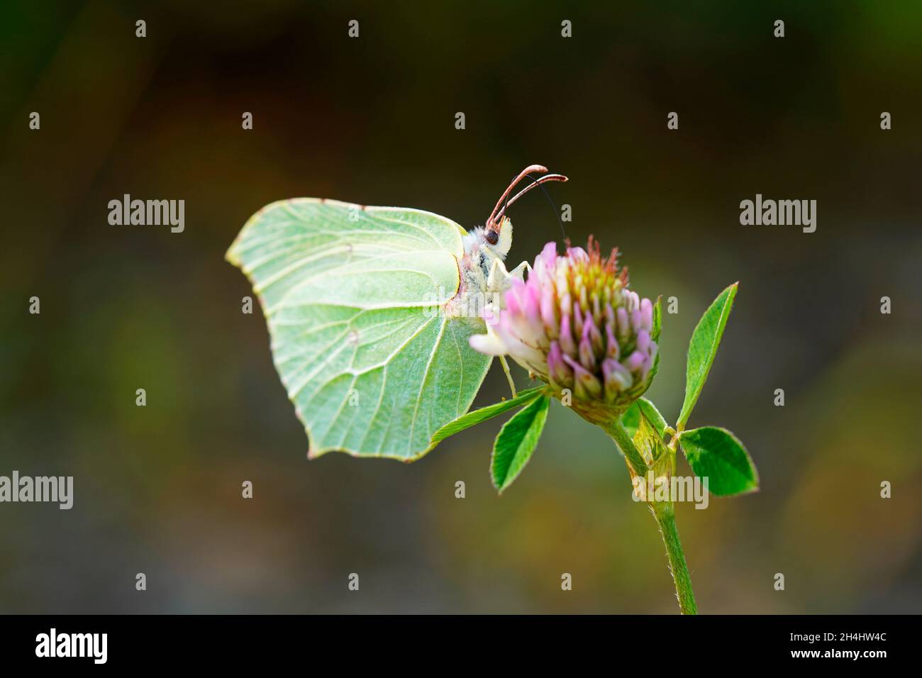 Brimstone butterfly on a clover blossom. Insect close up. Yellow butterfly in natural environment. Gonepteryx rhamni Stock Photo