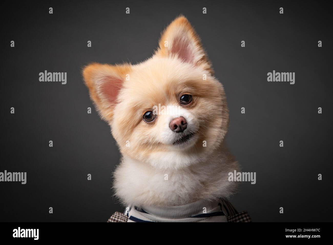 A smiley pomeranian who will always smile to brighten up your day. Stock Photo