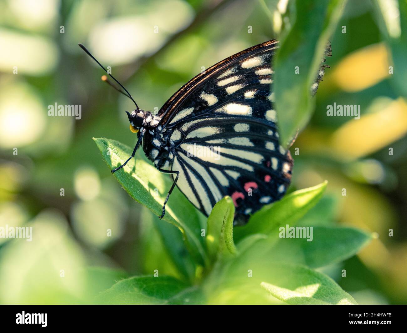 Close-up shot of a beautiful Hestina assimilis or Red Ring Skirt butterfly  on a leaf in the park Stock Photo