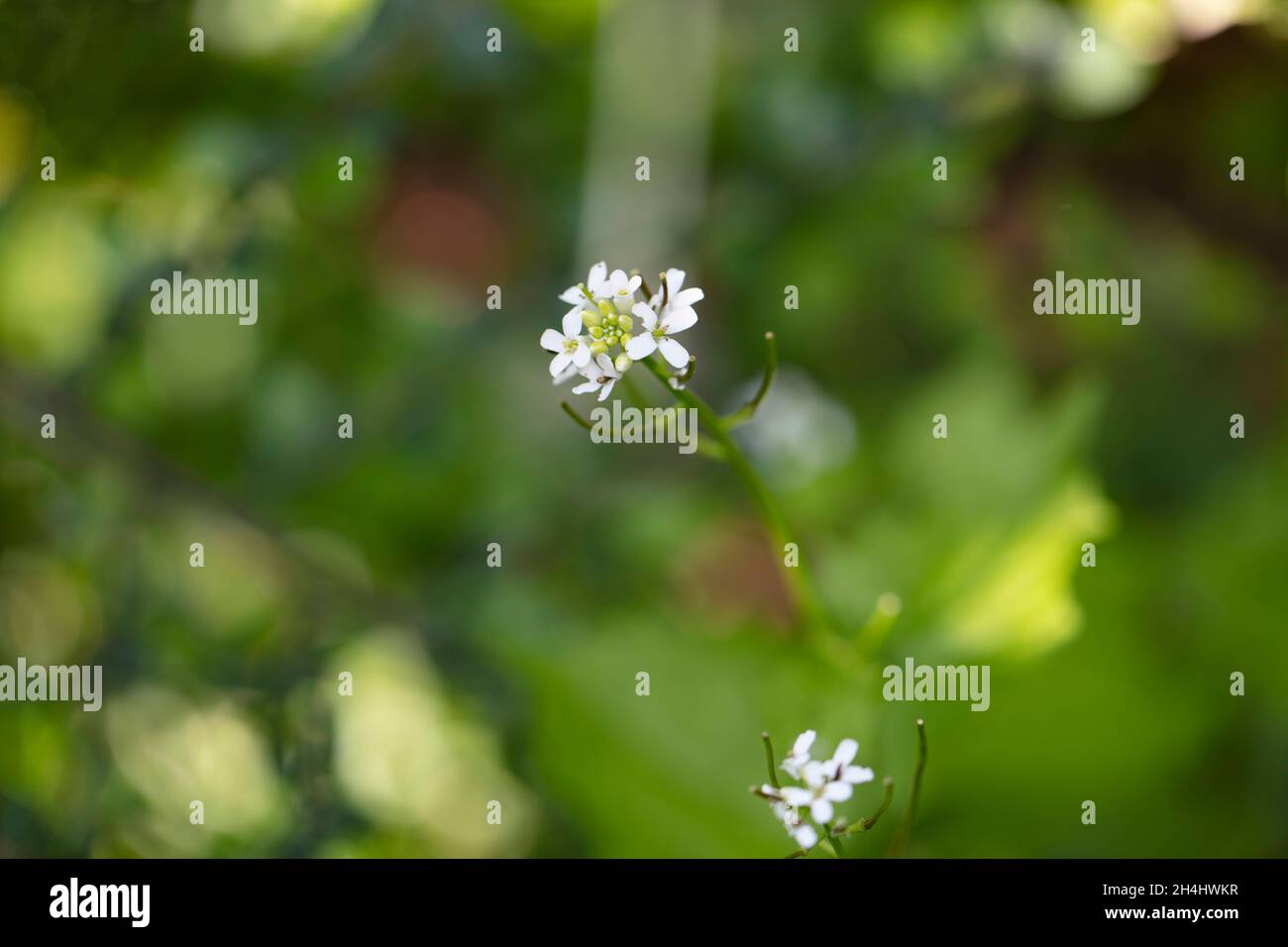 Nahaufnahme: Kleine weiße Blüten der Pfeilkresse (Cardaria draba) in einem Garten in NRW, Deutschland. Stock Photo