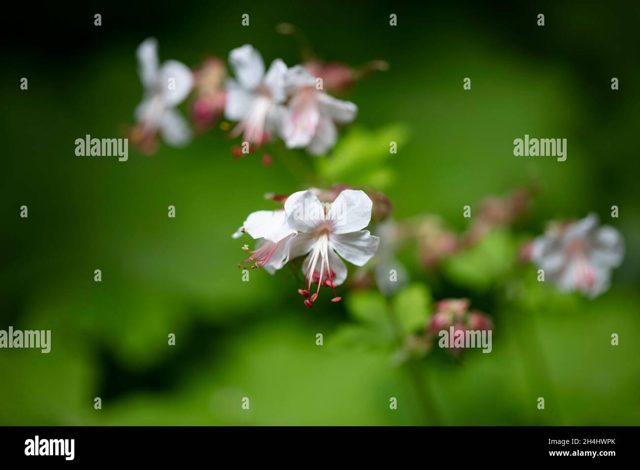 Nahaufnahme einer kleinen Blume mit kleinen weißen Blättern und roten Staubblättern, Hintergrund verschwommen in einem Garten in NRW, Deutschland. Stock Photo