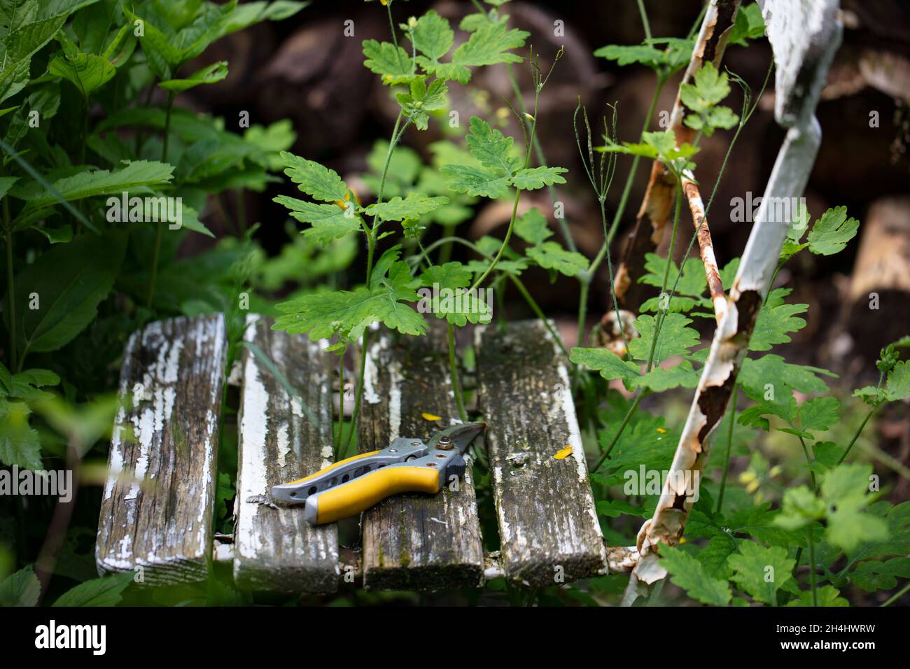 Alter, verwitterter, rostiger Stuhl, bei dem die weiße Farbe abblättert mit einer gelben Gartenschere in einem verwilderten Garten, NRW, Deutschland. Stock Photo