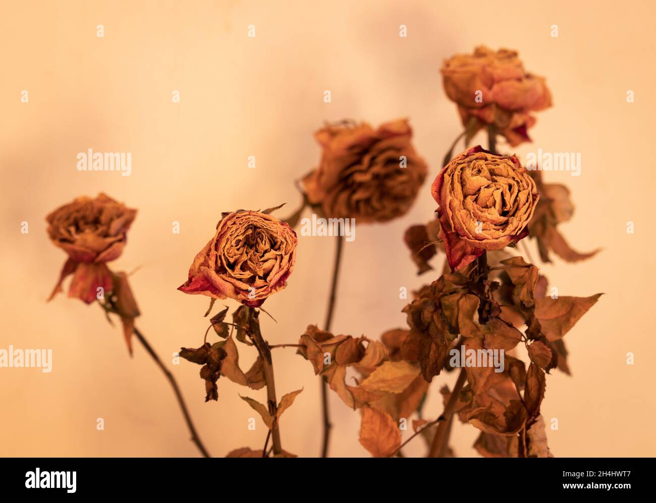 dried red roses plant color vintage Stock Photo Alamy