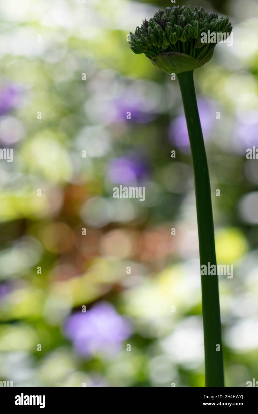 Nahaufnahme der noch grünen Knospen des Zierlauchs // Allium, unaufgeblüht vor verschwommenem Hintergrund in einem Garten in NRW, Deutschland. Stock Photo