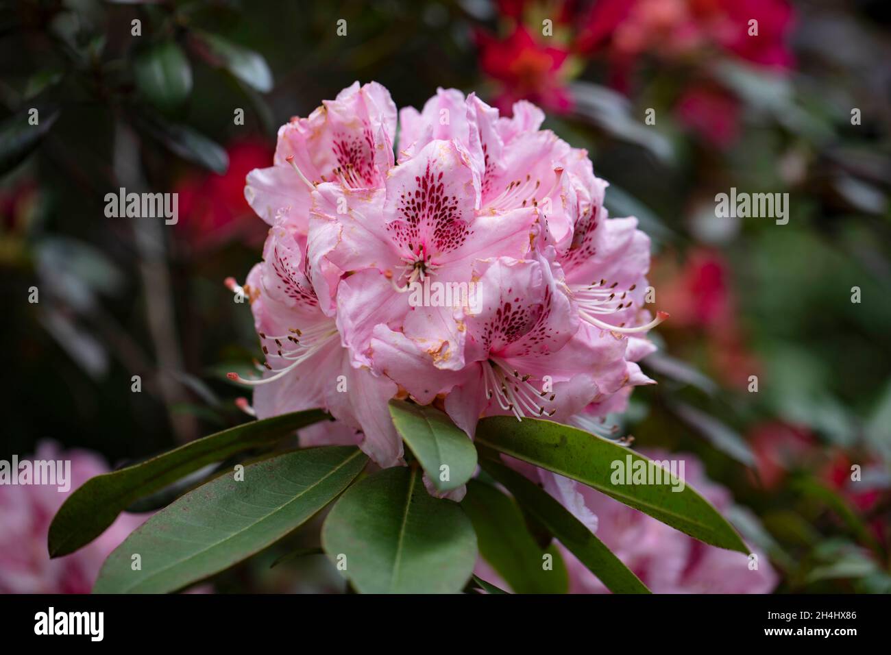 Rhododendron 'Diadem', rosa blühend mit roten Punkten, in einem Garten in NRW, Deutschland. Stock Photo