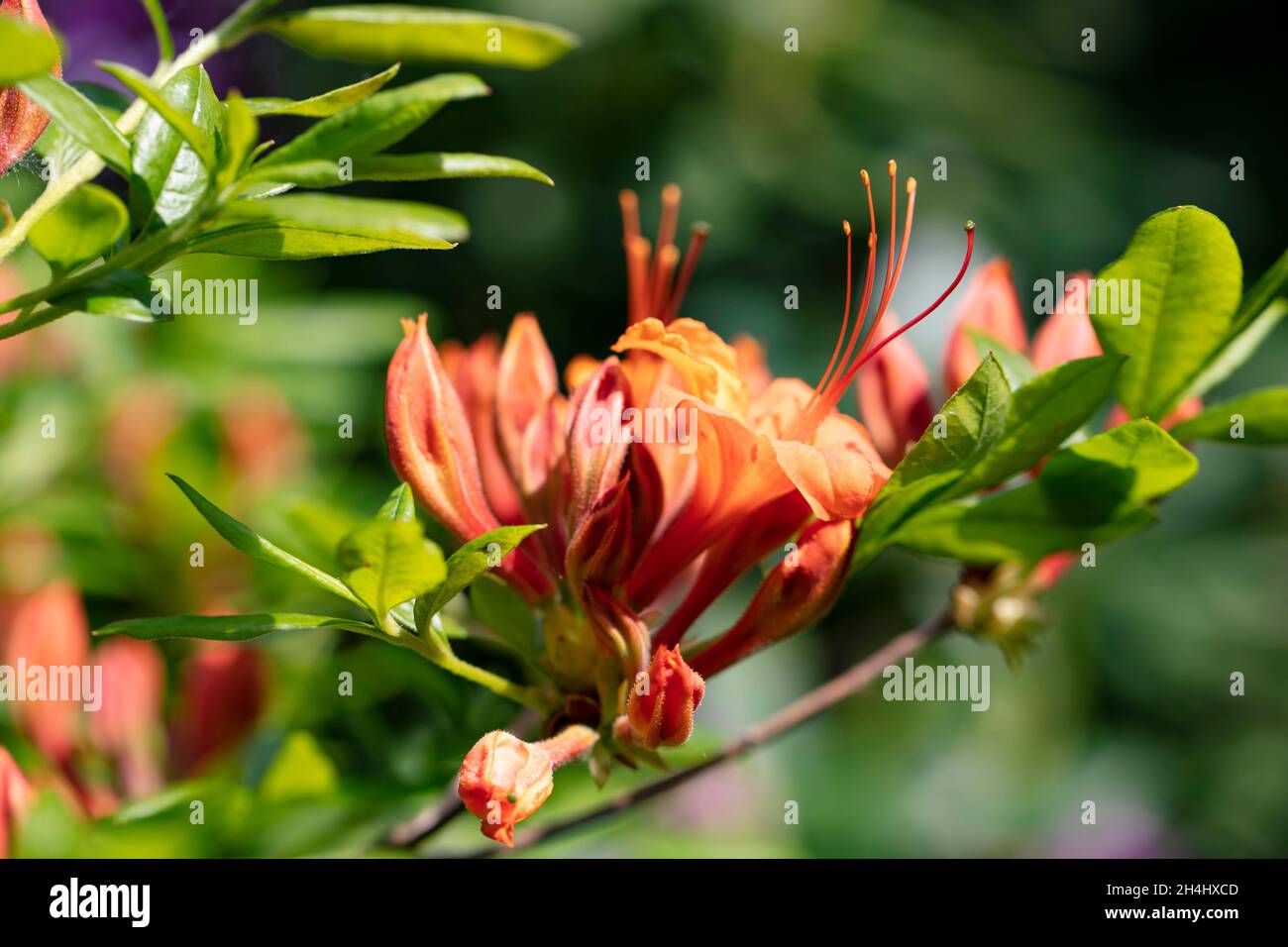 Nahaufnahme der orange roten Blüten der Azalee 'Goldflamme' in einem Garten in NRW, Deutschland. Botanischer Name: Rhododendron luteum Goldflamme Stock Photo