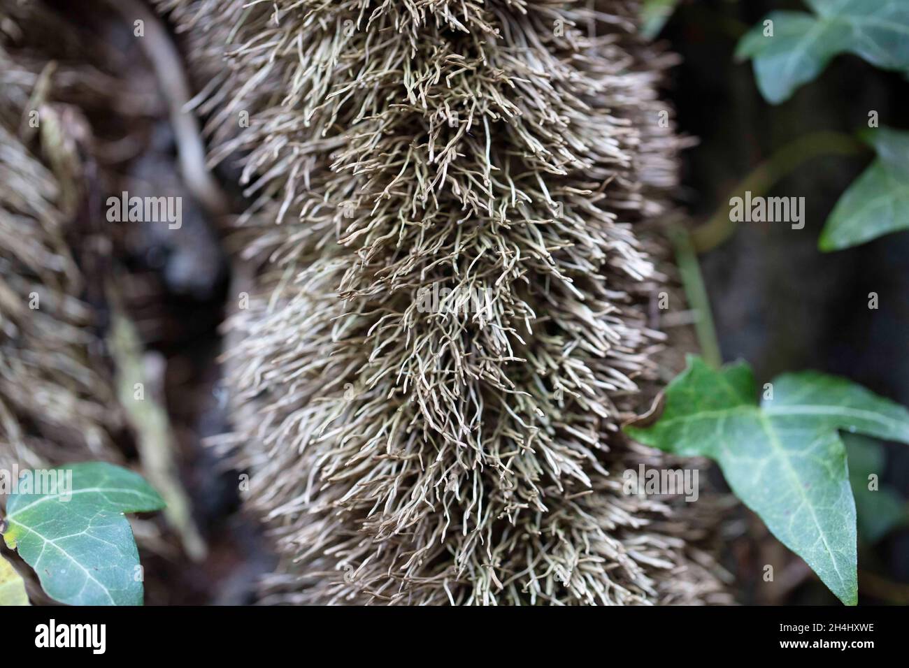 Haftet High Resolution Stock Photography and Images - Alamy