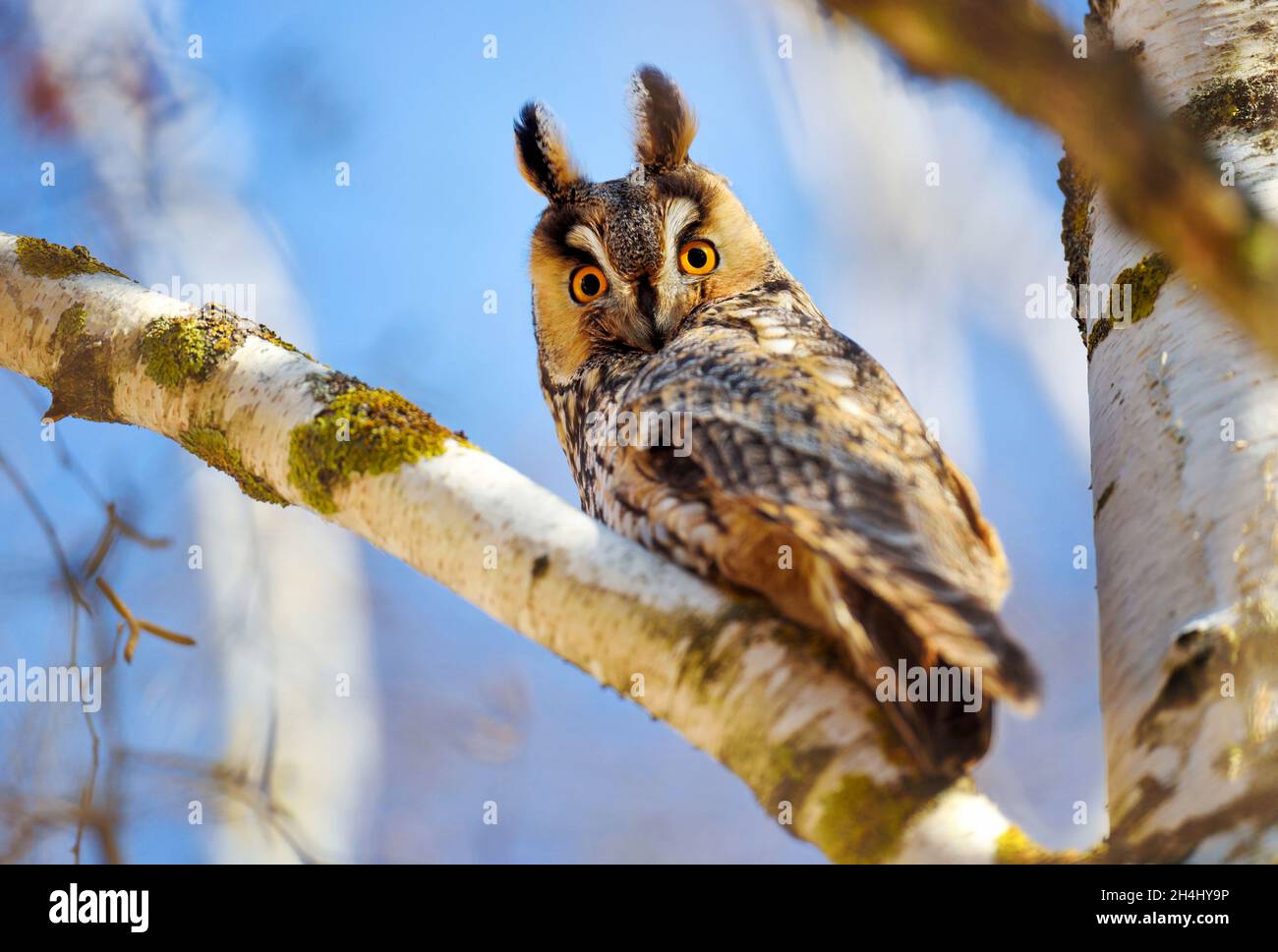 A Long-eared Owl (Asio otus) sitting on a tree against the blue sky. Sunny day Stock Photo