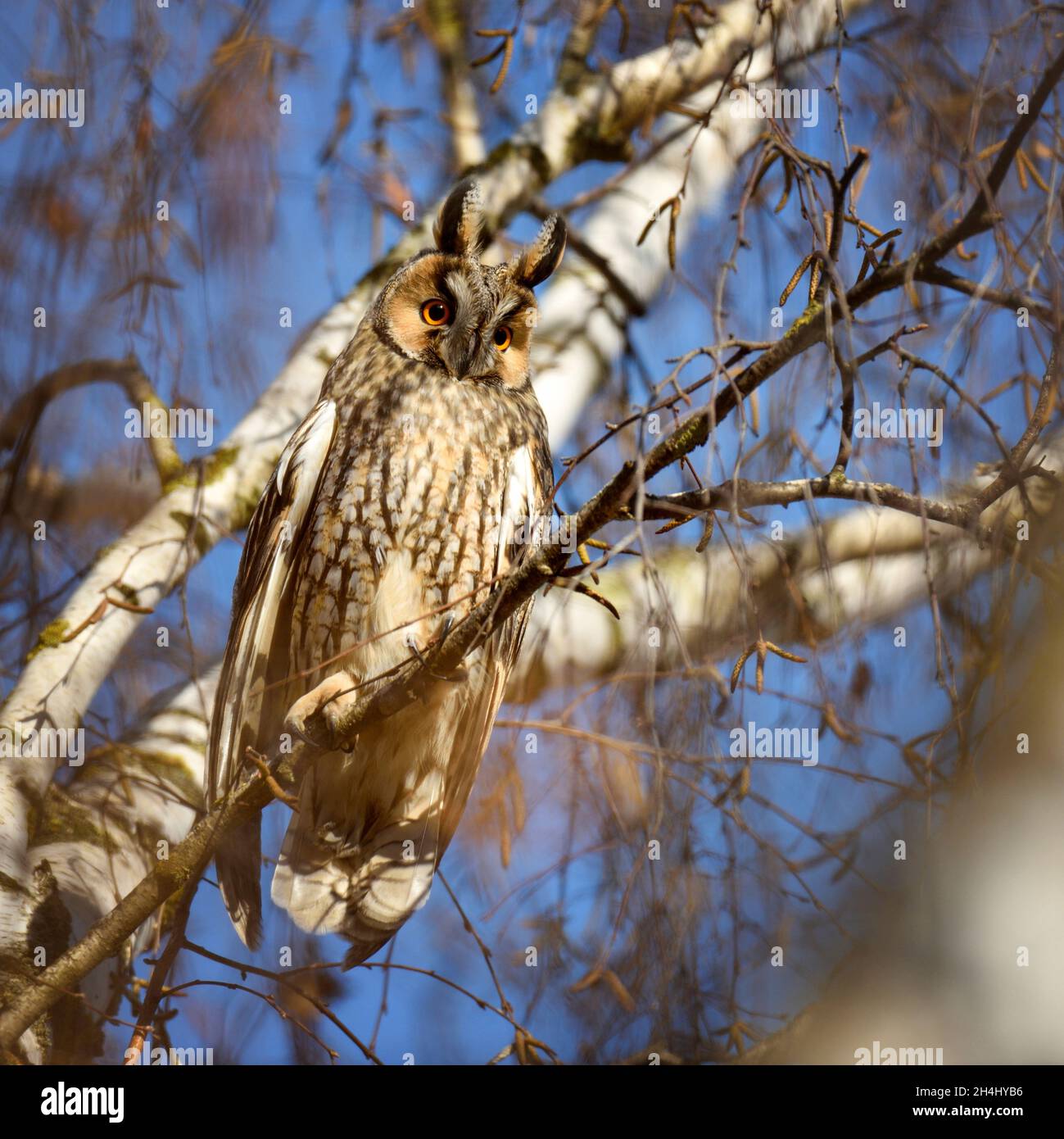 A Long-eared Owl (Asio otus) sitting on a tree against the blue sky. Sunny day Stock Photo