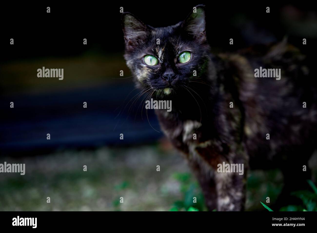 black cat standing and looking at camera Stock Photo - Alamy