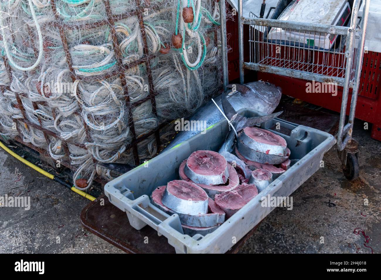 Red Tuna slices on the quay of the fishing port Stock Photo