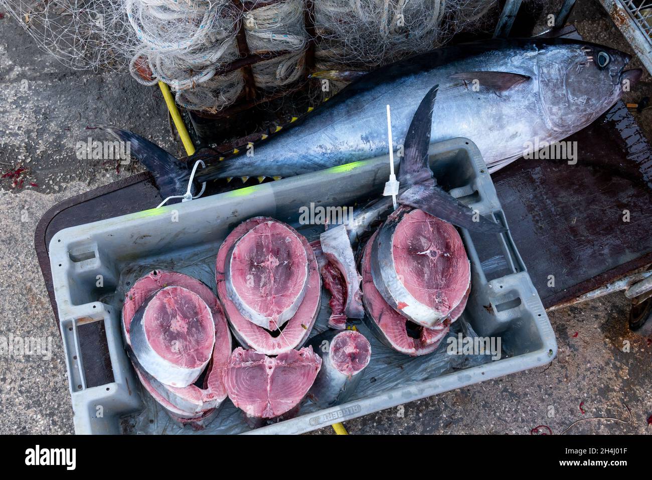 Red Tuna slices on the quay of the fishing port Stock Photo