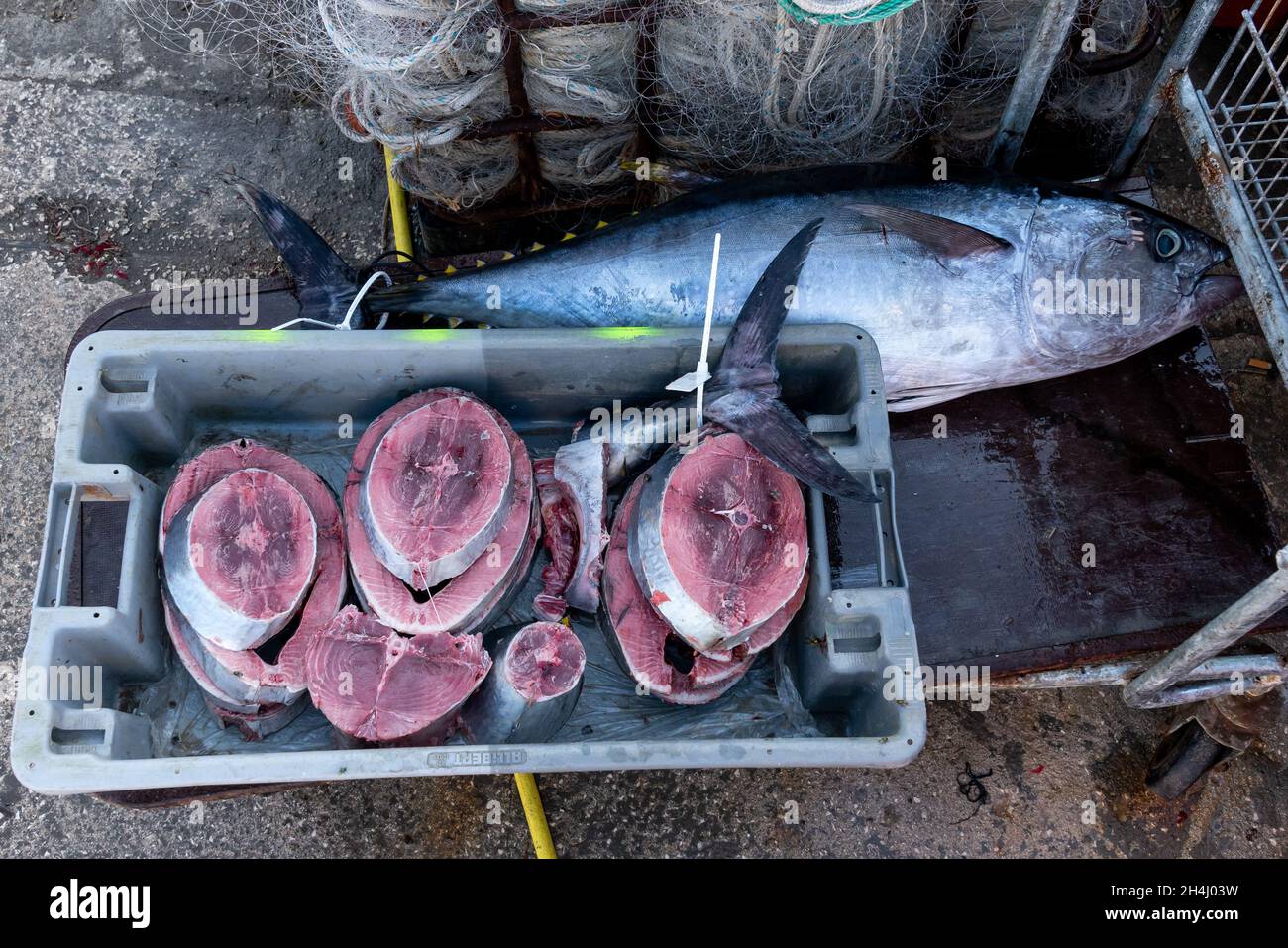 Red Tuna slices on the quay of the fishing port Stock Photo