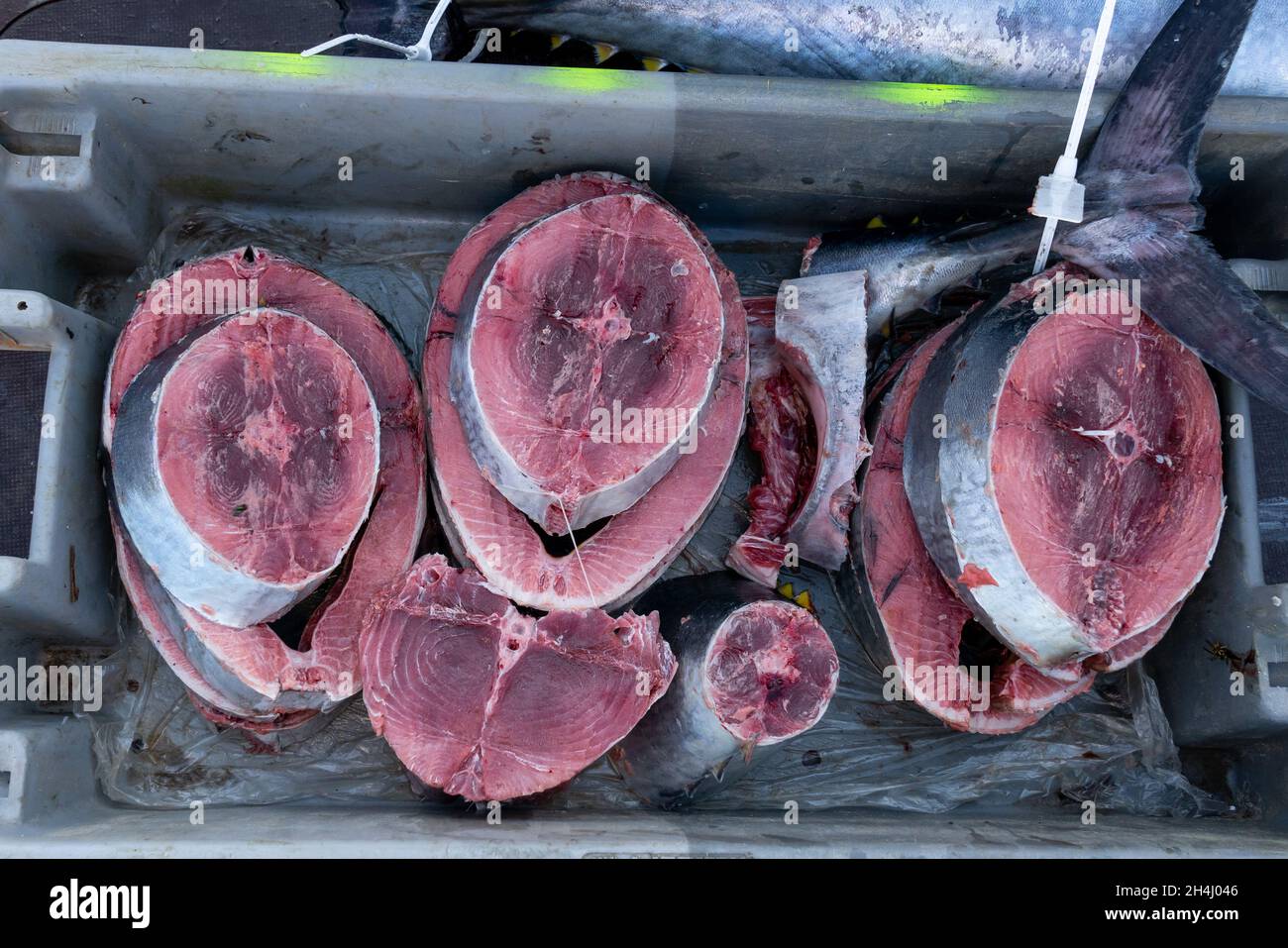 Red Tuna slices on the quay of the fishing port Stock Photo