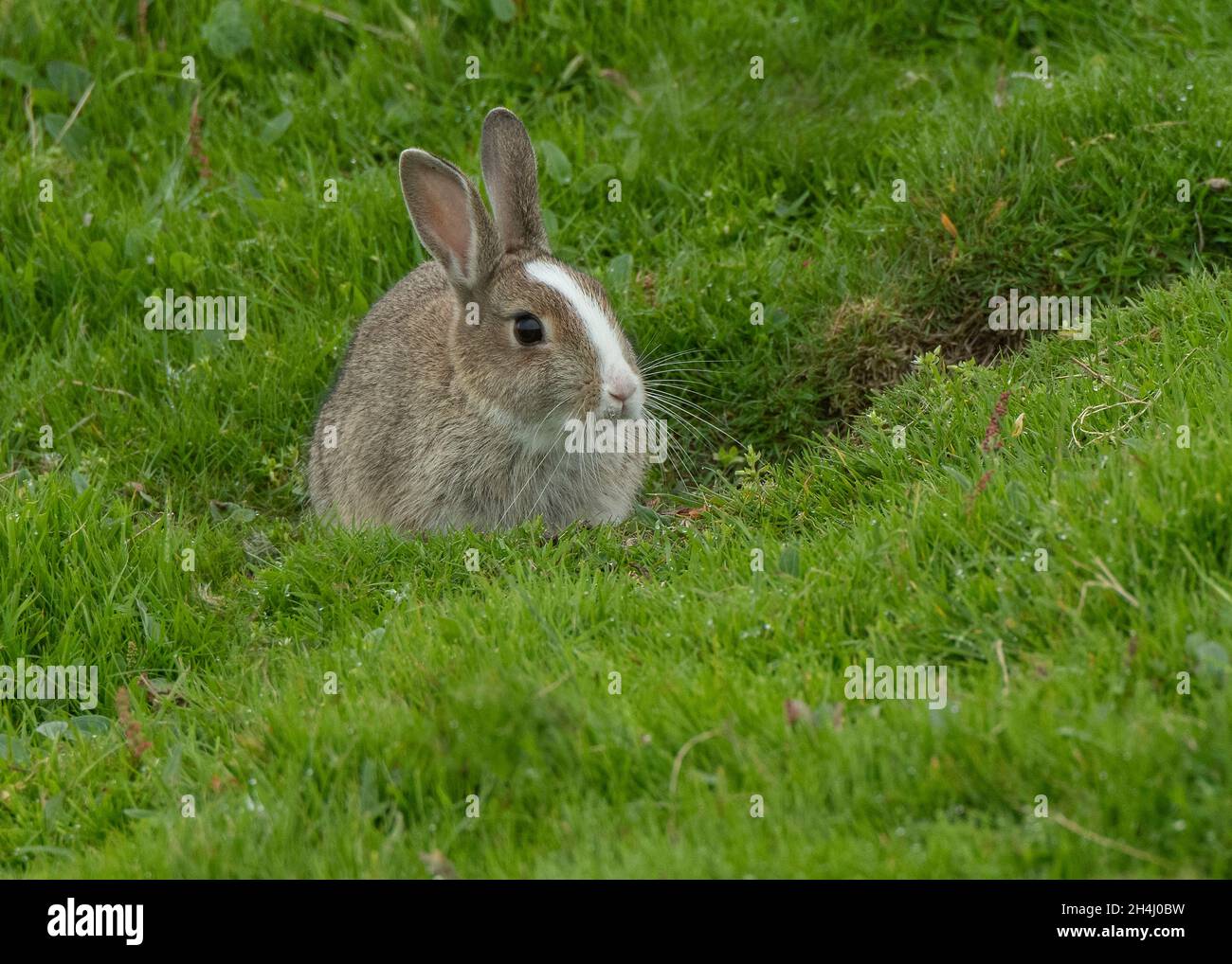 Rabbit (Oryctolagus cuniculus), with unusual white stripe, Noss NNR ...
