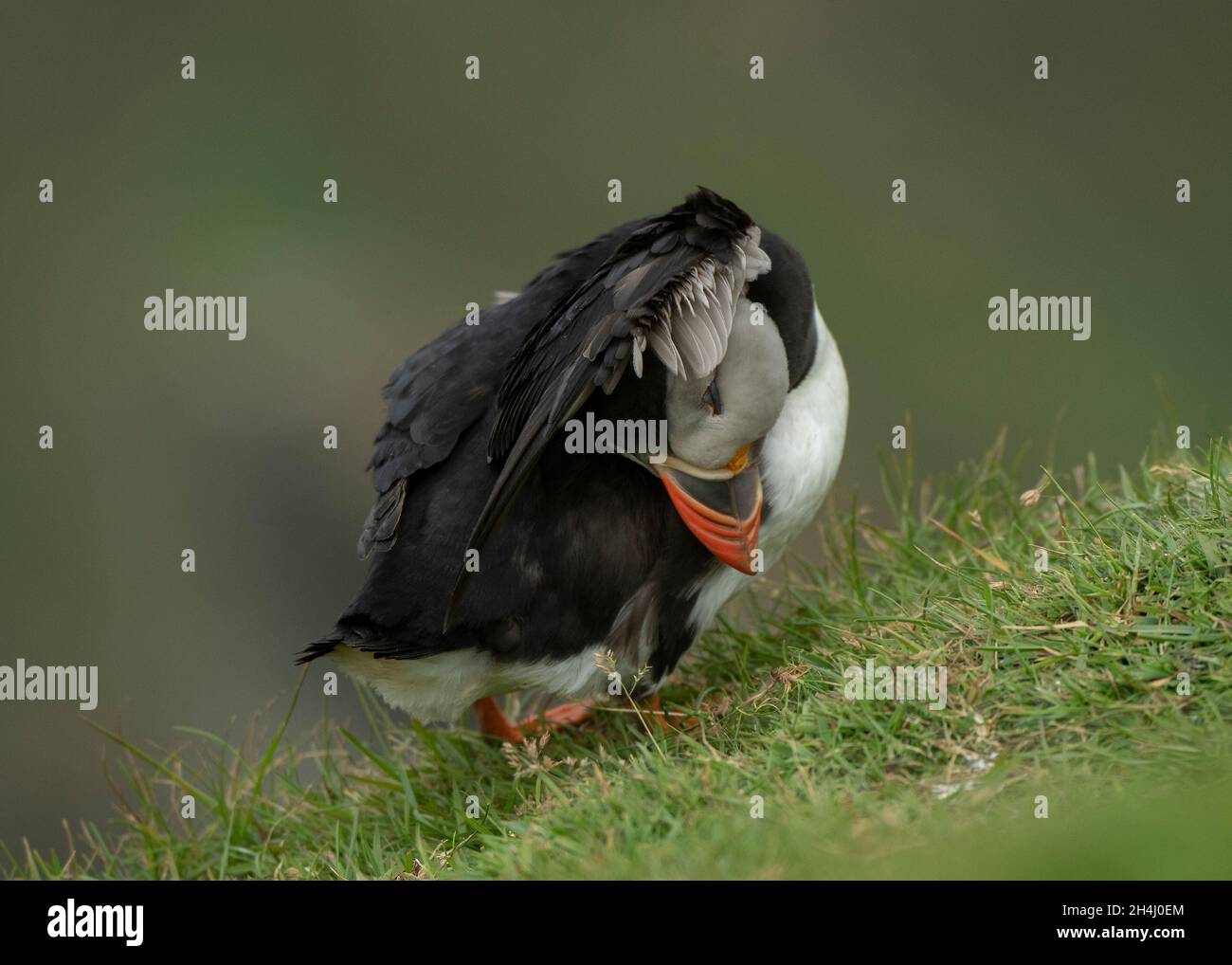 Puffin Rspb Puffin Atlantic (Fratercula arctica), sitting on cliff edge preening ...