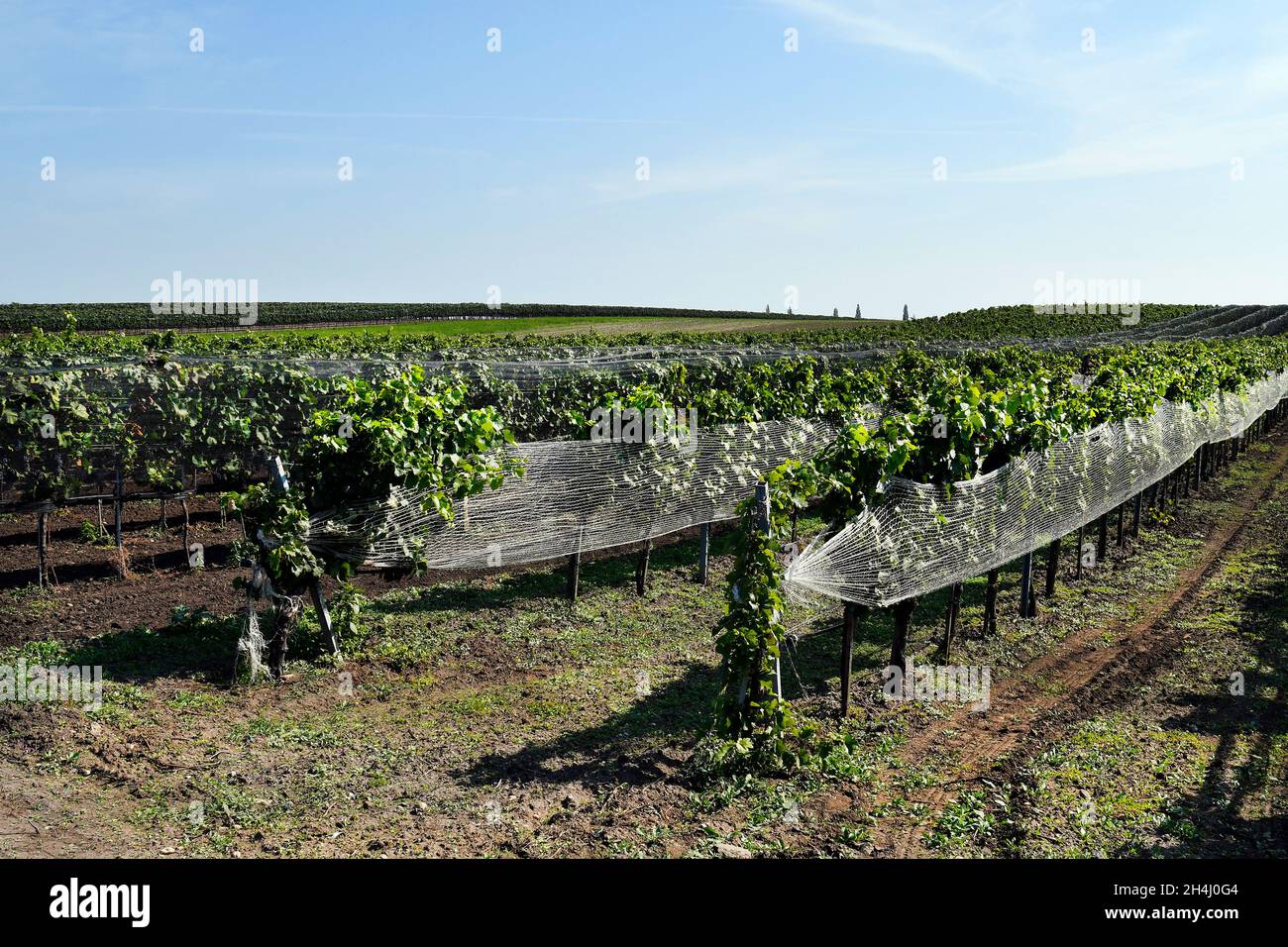 Austria, vines protected against bird damage with nets in Neusiedlersee-Seewinkel national park in Burgenland in the Pannonian lowlands, popular excur Stock Photo