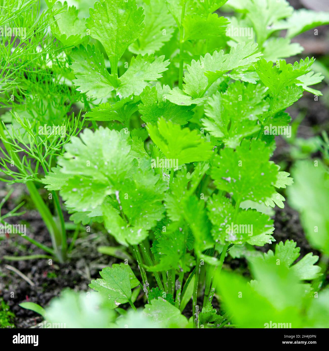 Health benefits of coriander. Coriander is loaded with antioxidants. Medicinal herbs Stock Photo