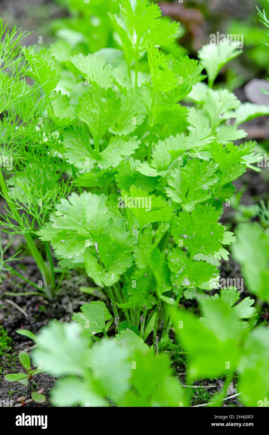 Health benefits of coriander. Coriander is loaded with antioxidants. Medicinal herbs Stock Photo