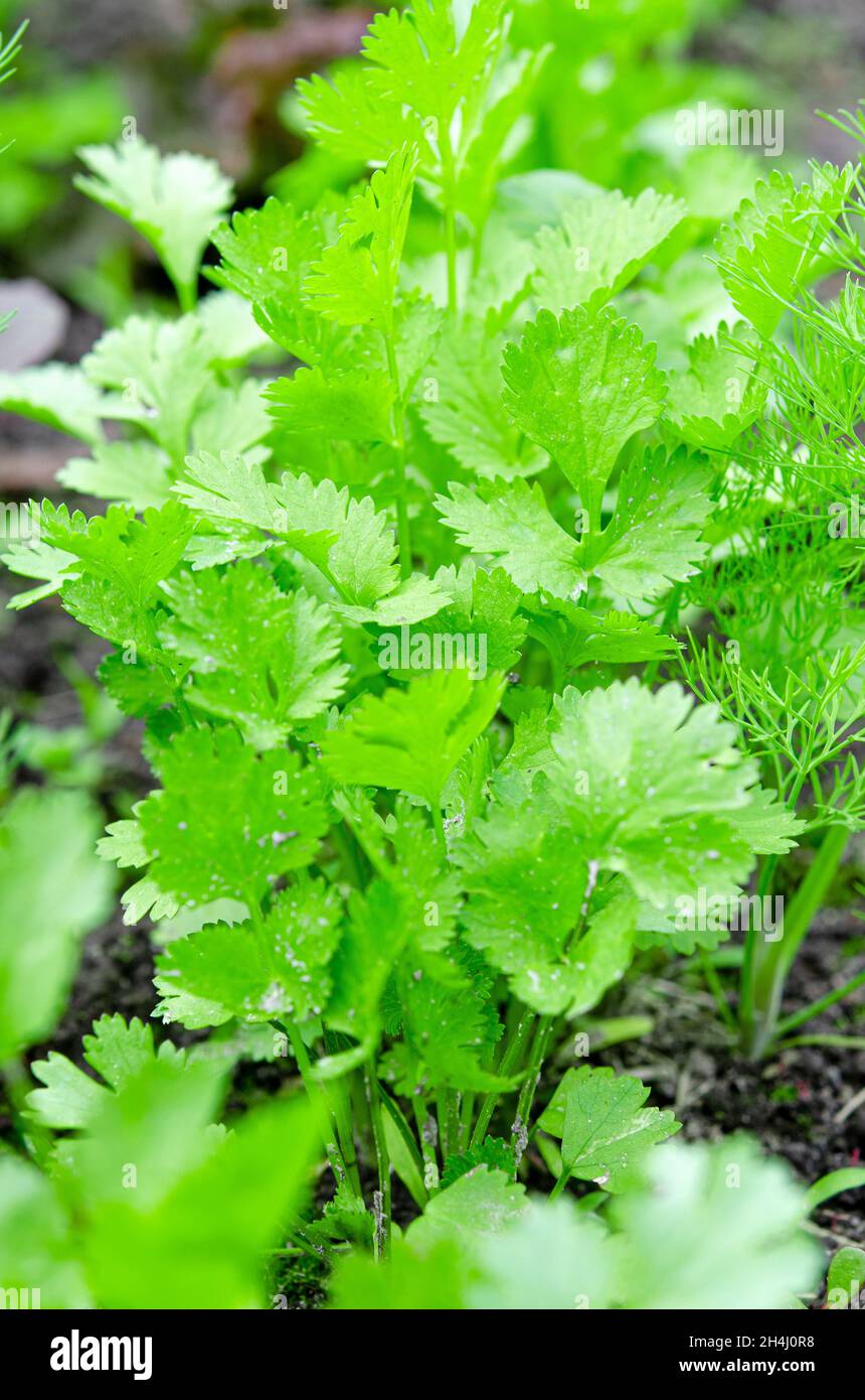 Health benefits of coriander. Coriander is loaded with antioxidants