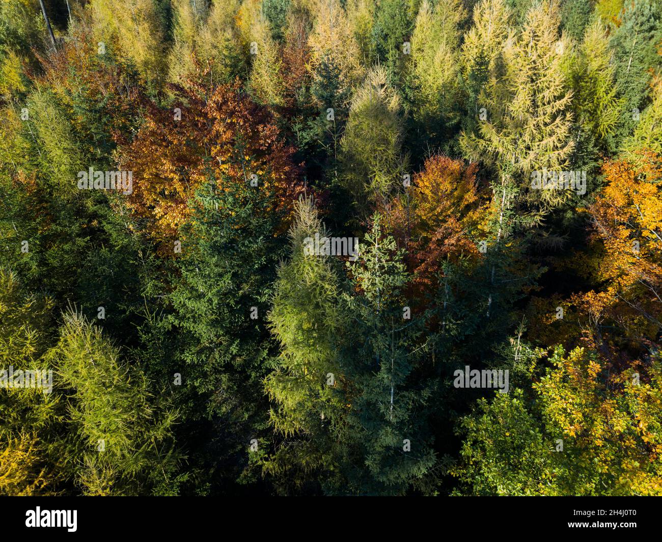 Aerial top down view of autumn forest with green and yellow trees ...