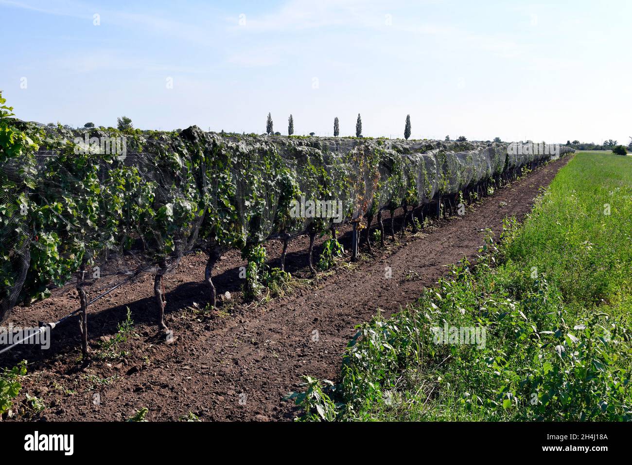 Austria, vines protected against bird damage with nets in Neusiedlersee-Seewinkel national park in Burgenland in the Pannonian lowlands, popular excur Stock Photo