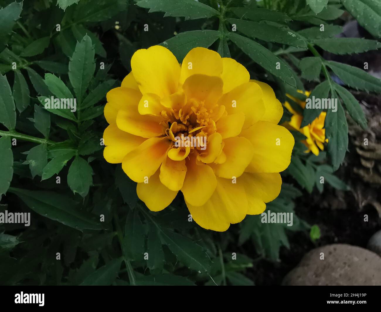 Closeup of the Marigold. Tagetes, the genus of plants in the sunflower family Asteraceae. Stock Photo
