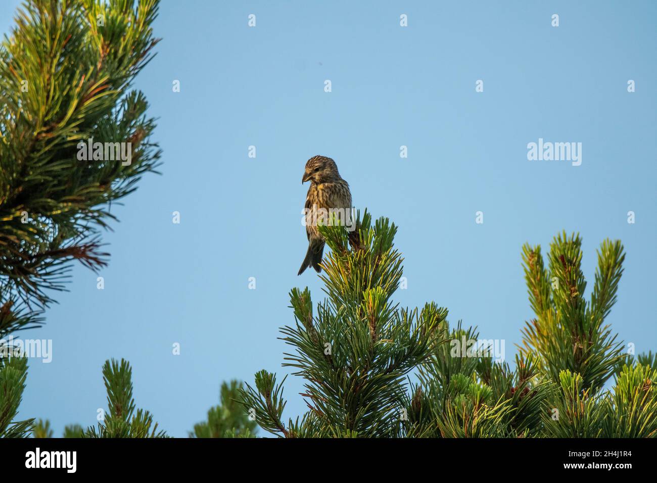 Crossbill Two-barred (Loxia leucoptera), female sitting on pine tree, Baltasound, Unst, Shetland Stock Photo